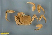 藏品(毛足陸方蟹)的圖片